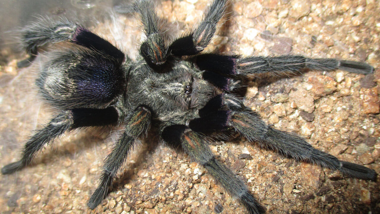 Euathlus truculentus blue