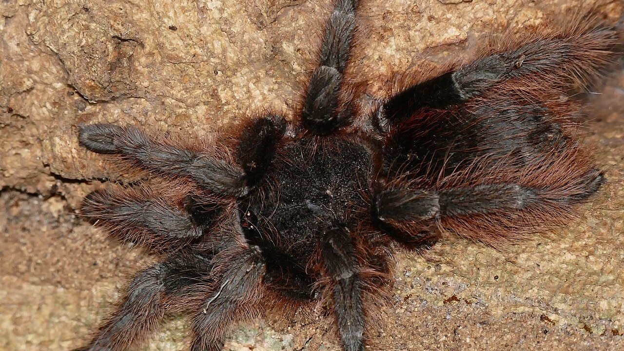 Grammostola actaeon