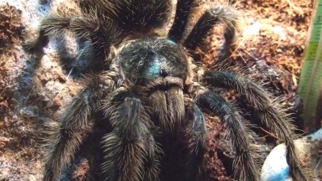 Grammostola grossa
