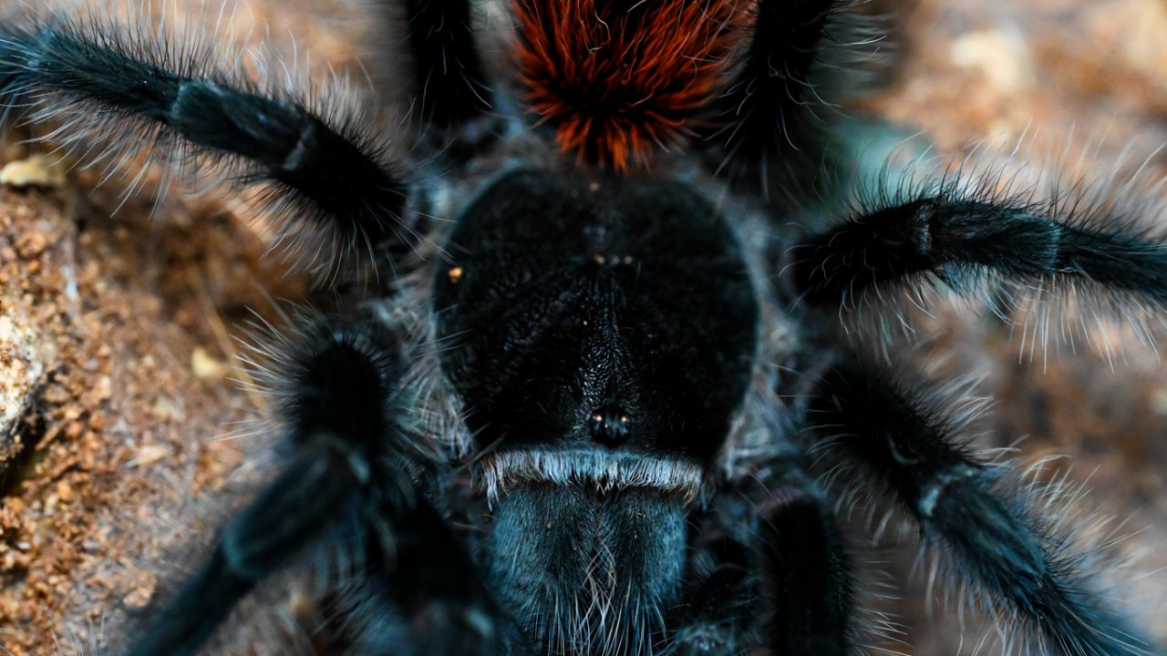 Grammostola iheringi