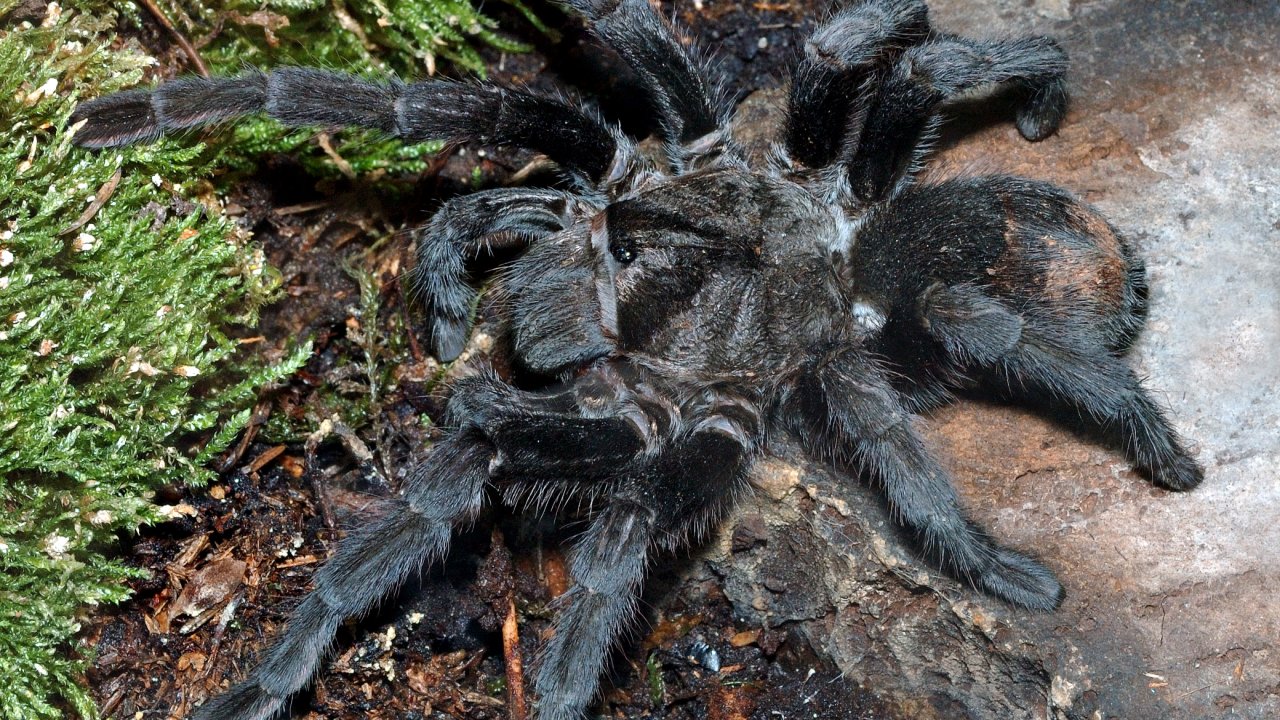 Grammostola pulchra