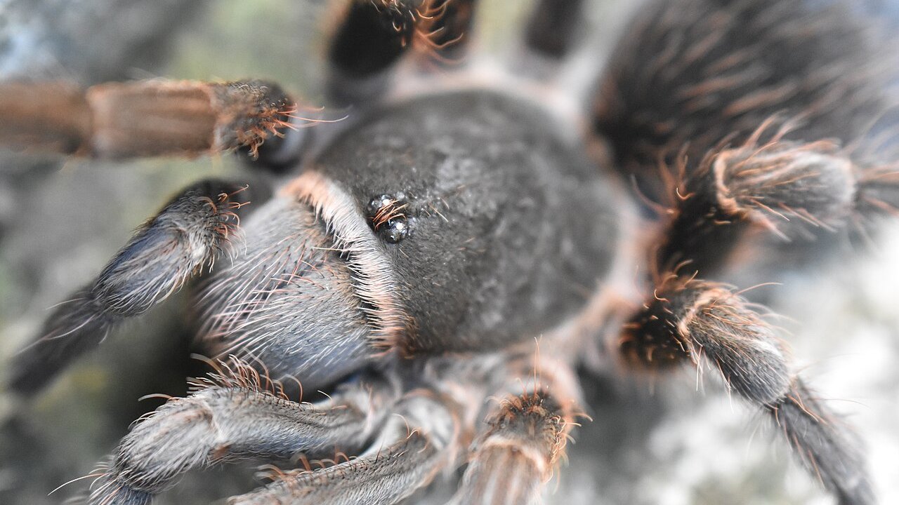 Grammostola quirogai