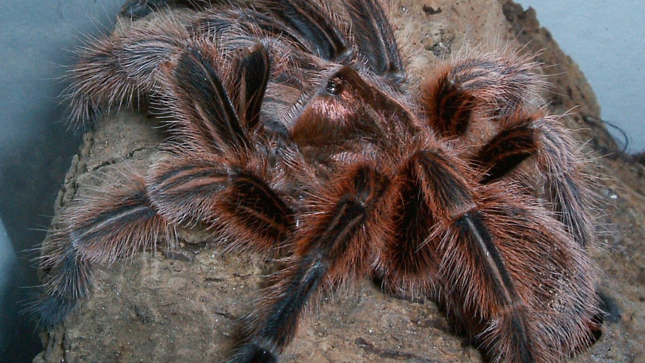 Grammostola rosea