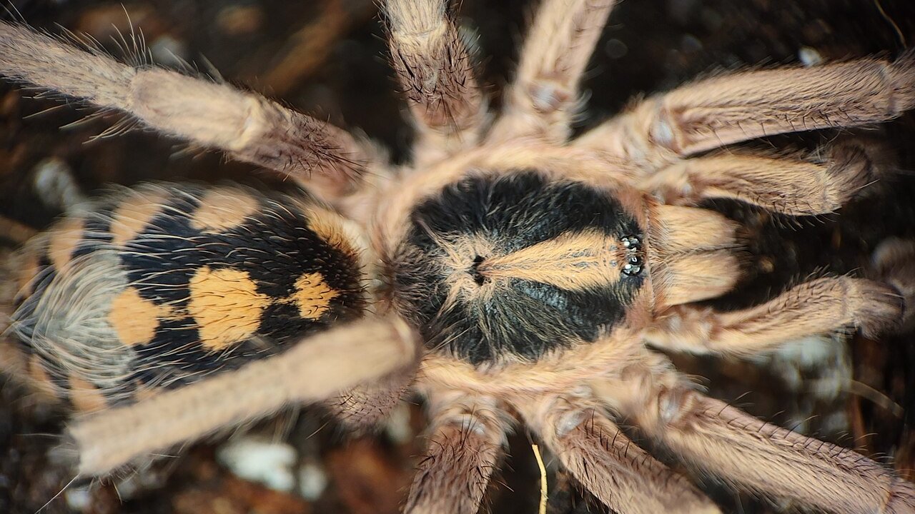 Hapalopus formosus