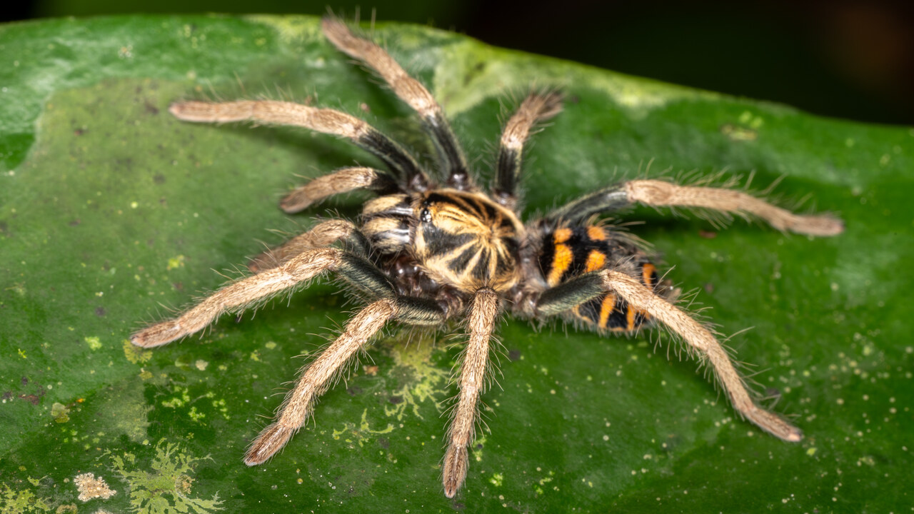 Hapalopus planetearth