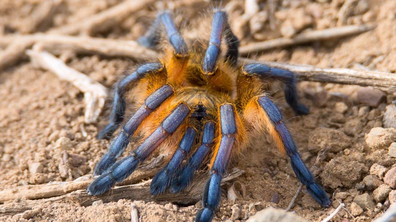 Harpactira pulchripes