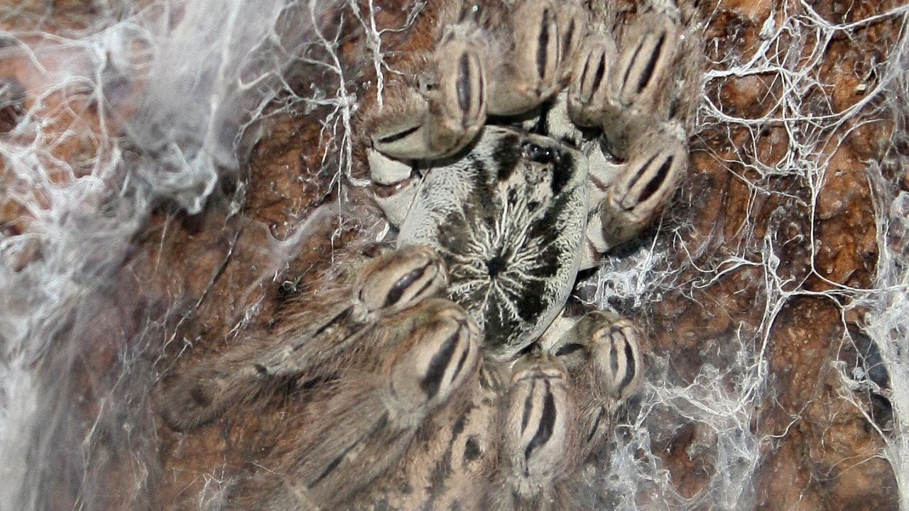 Heteroscodra maculata