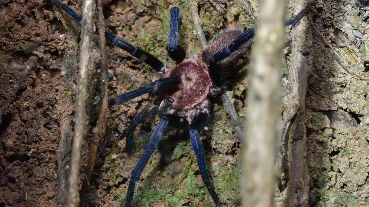 Holothele longipes