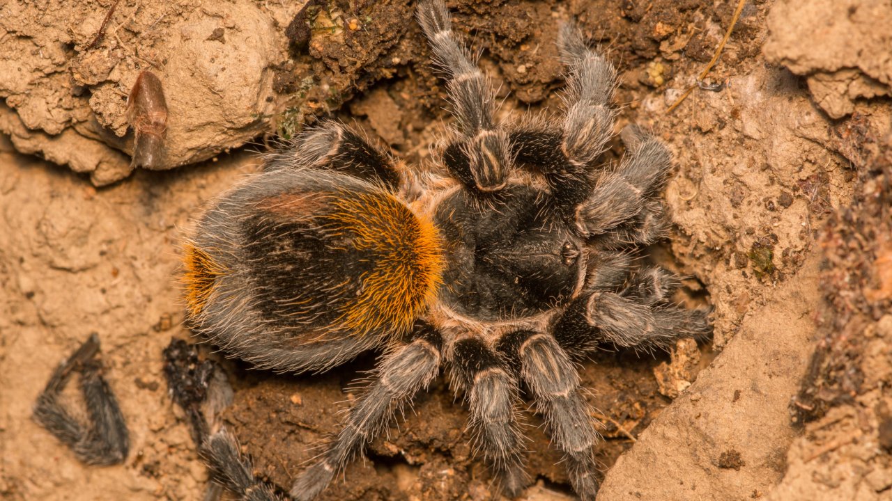 Homoeomma sp. blue