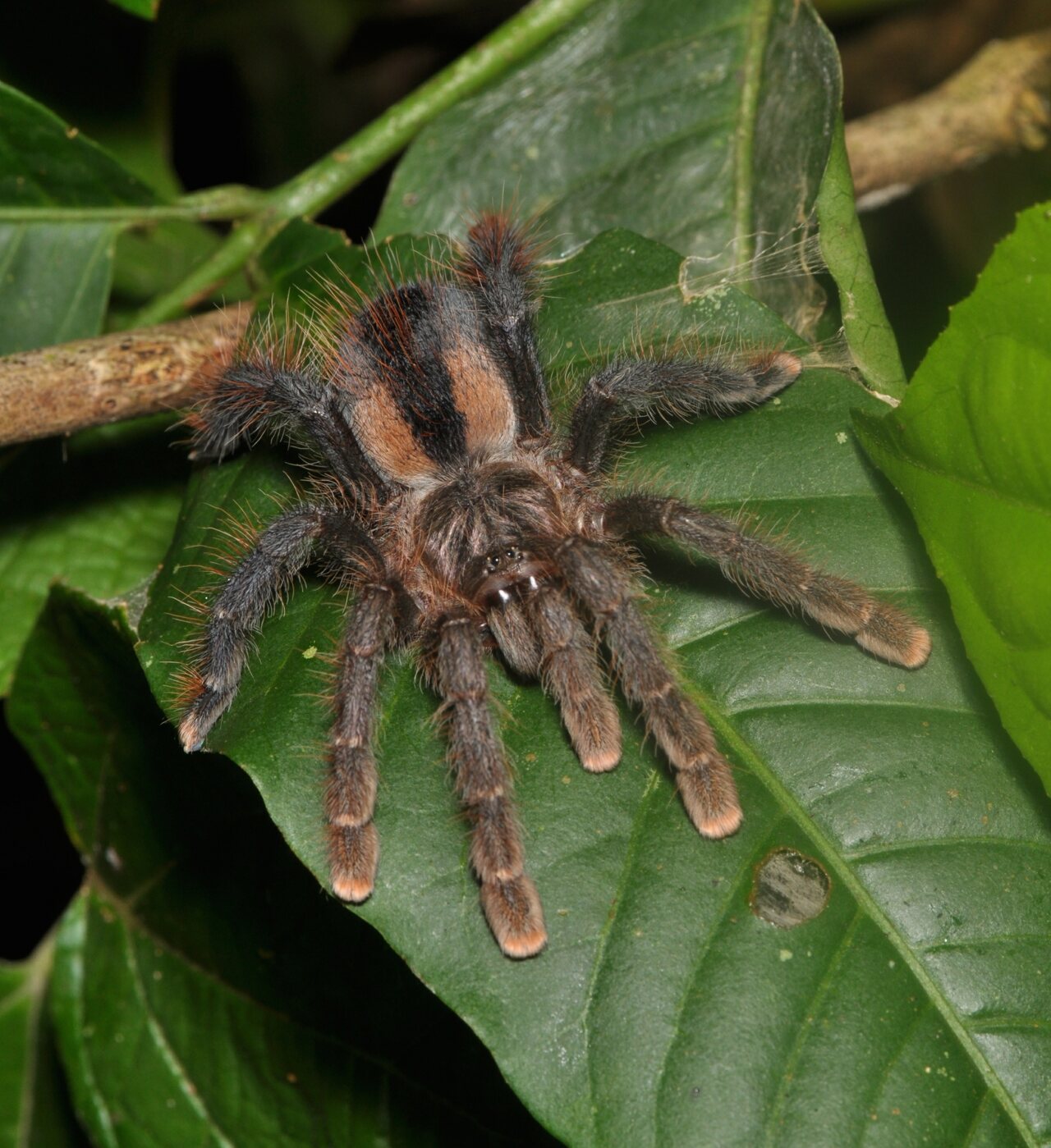 Avicularia huriana