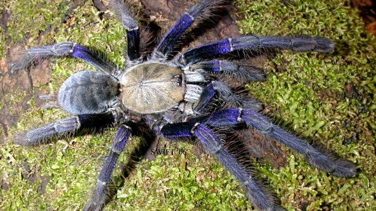 Lampropelma violaceopes