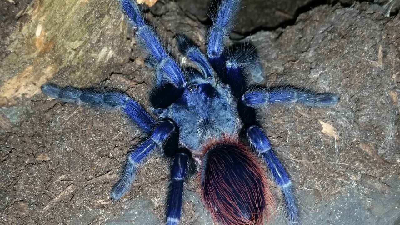Lasiocyano sazimai