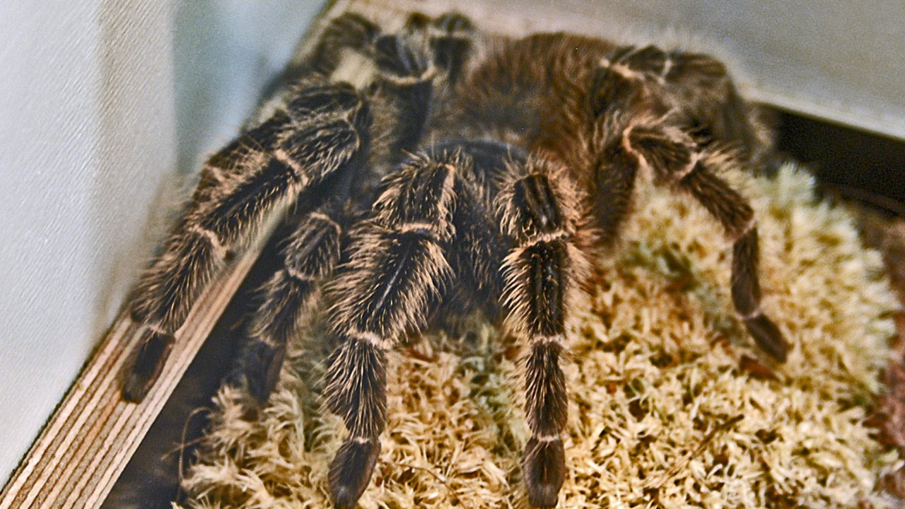 Lasiodora difficilis