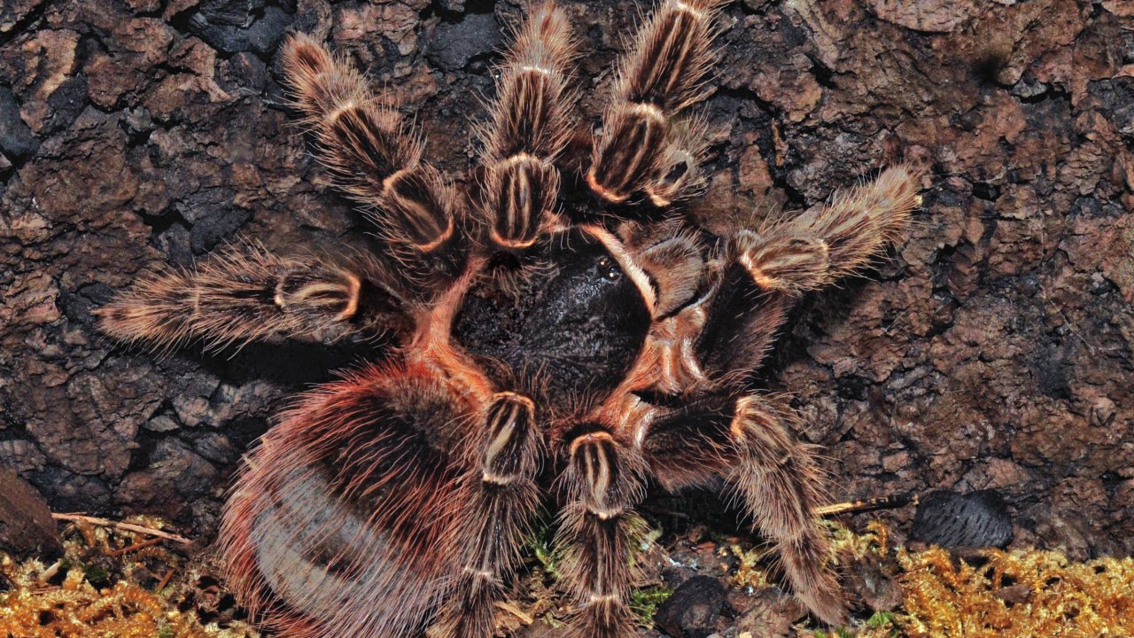 Lasiodora klugi