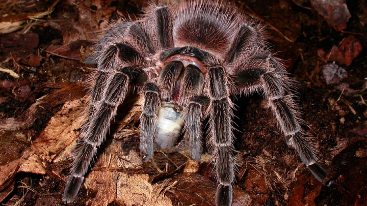 Lasiodora striatipes