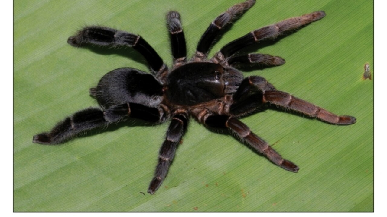 Lyrognathus giannisposatoi