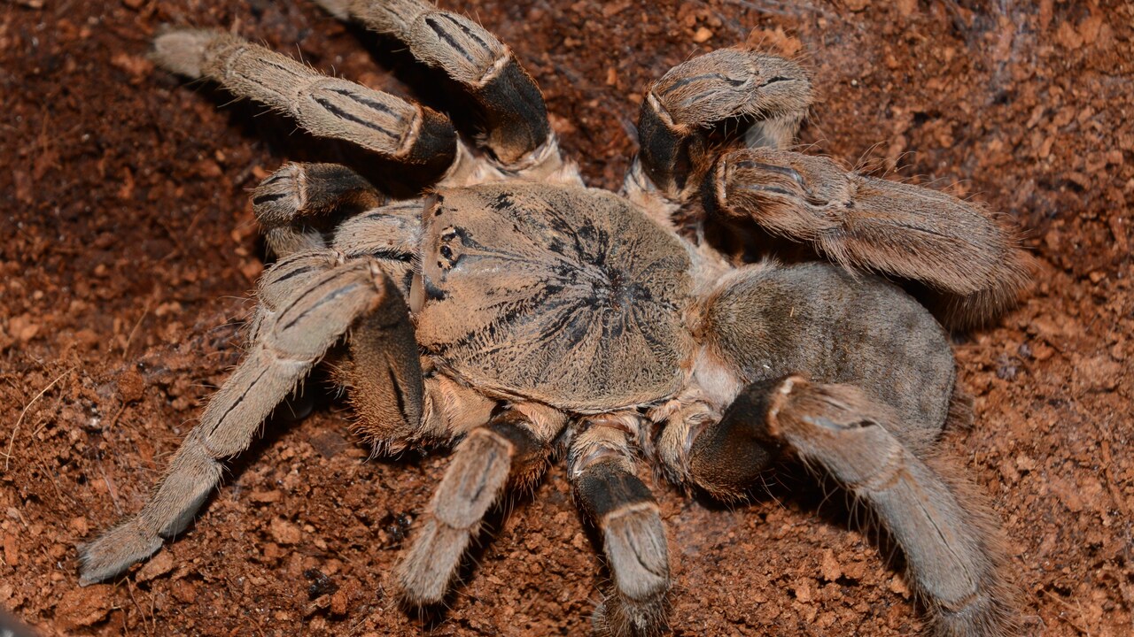Magnacrus tongmianensis