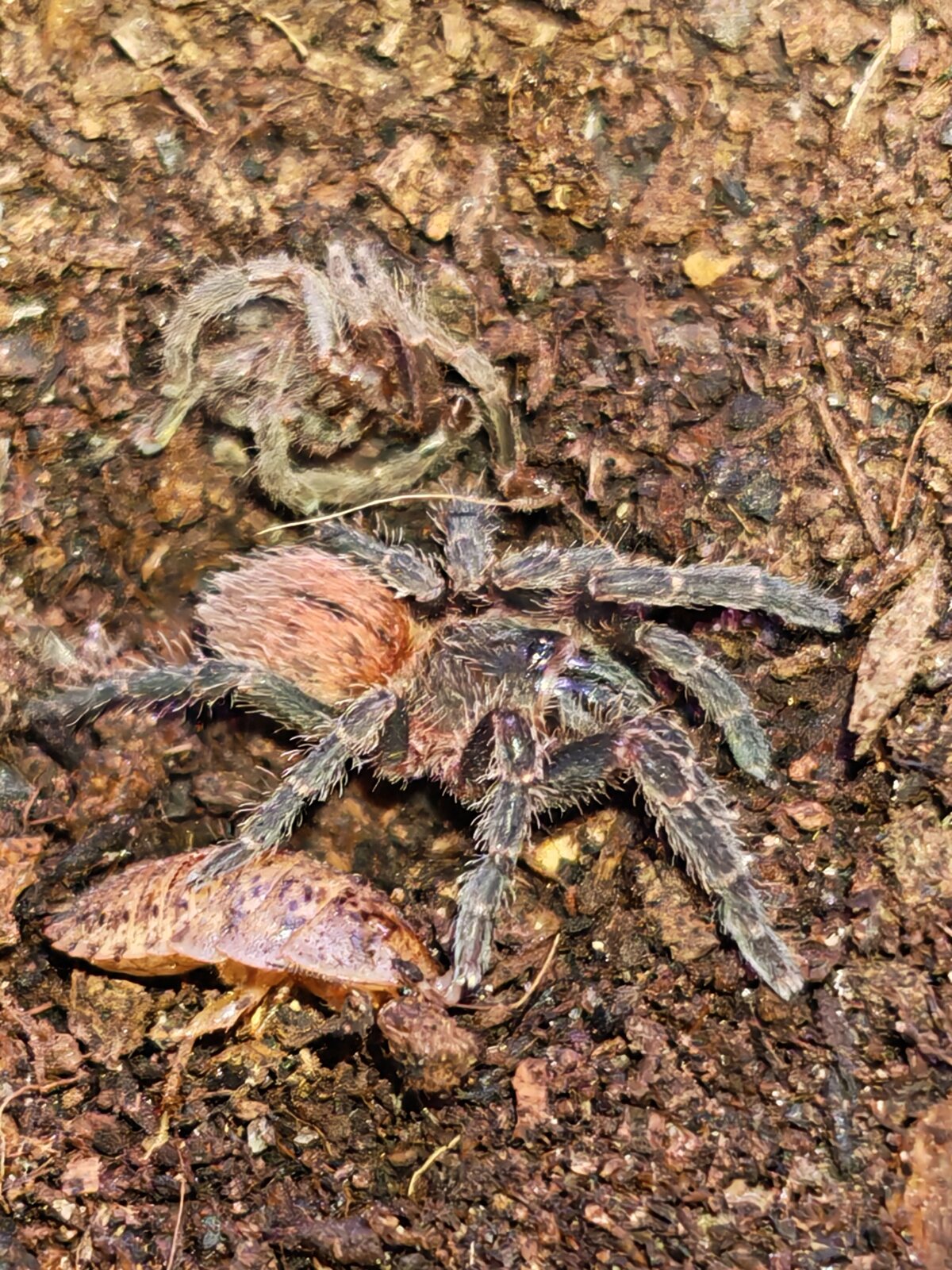 Neischnocolus mecana