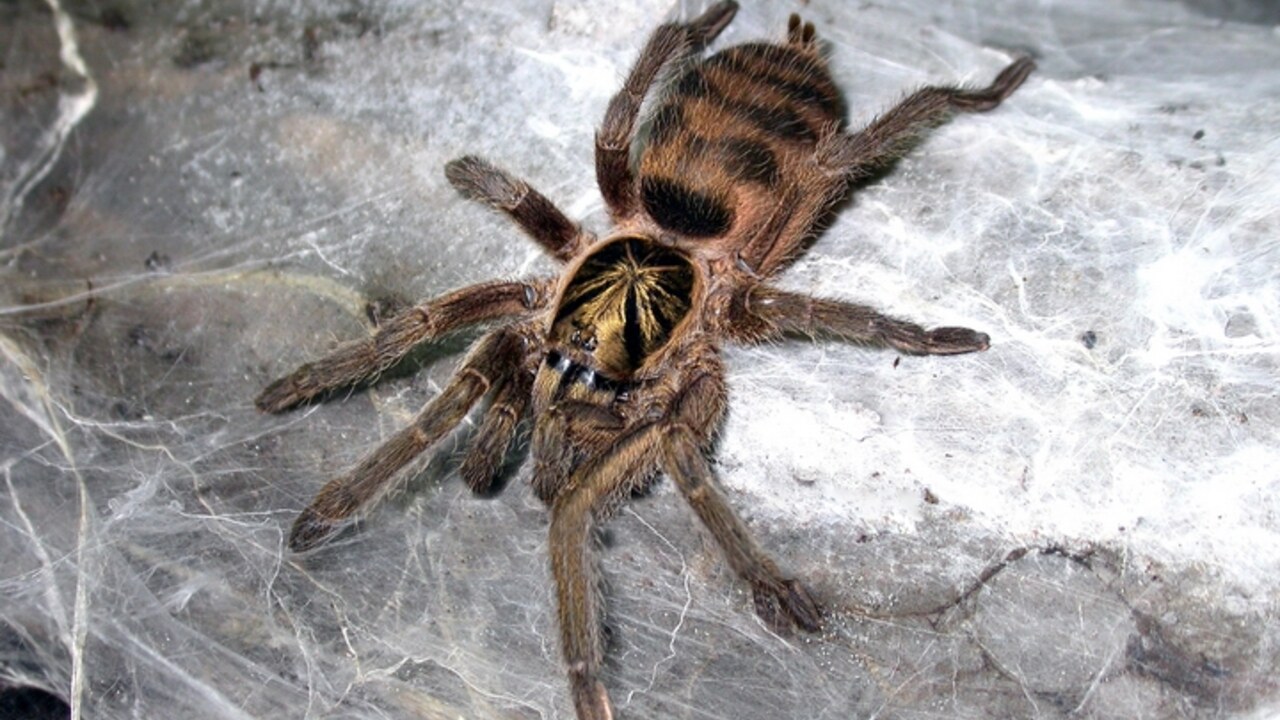 Neoholothele incei gold
