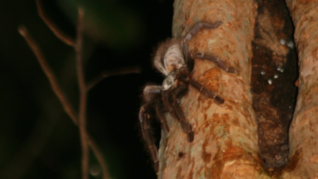 Omothymus schioedtei tarantula