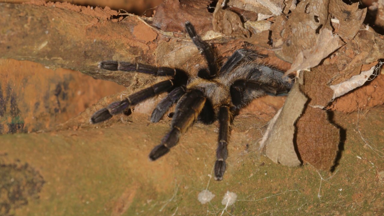 Ornithoctonus aureotibialis