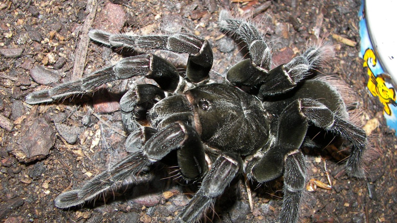 Pamphobeteus antinous