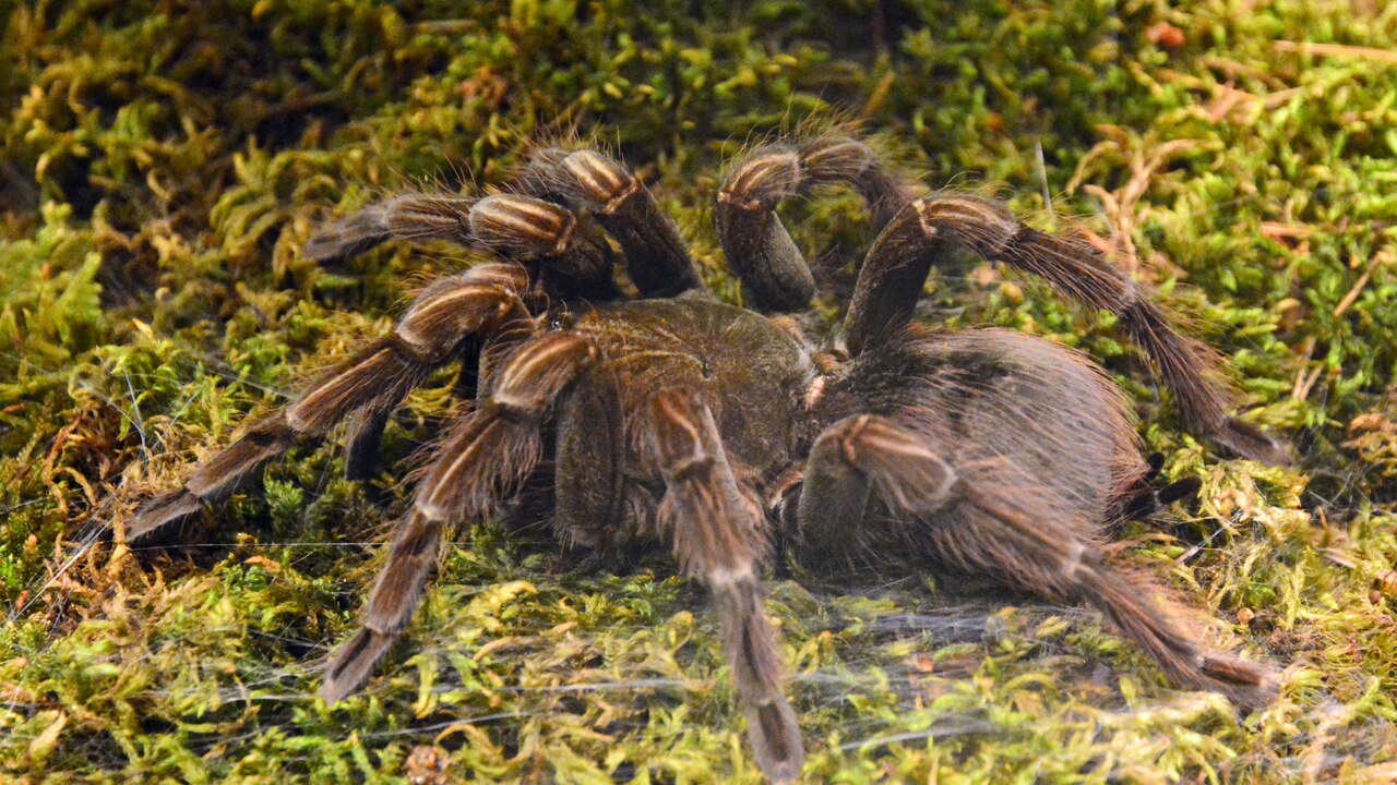 Pamphobeteus insignis