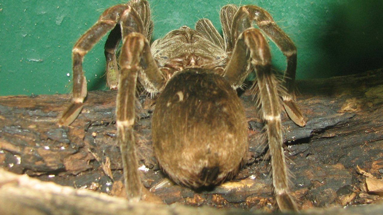 Pamphobeteus nigricolor