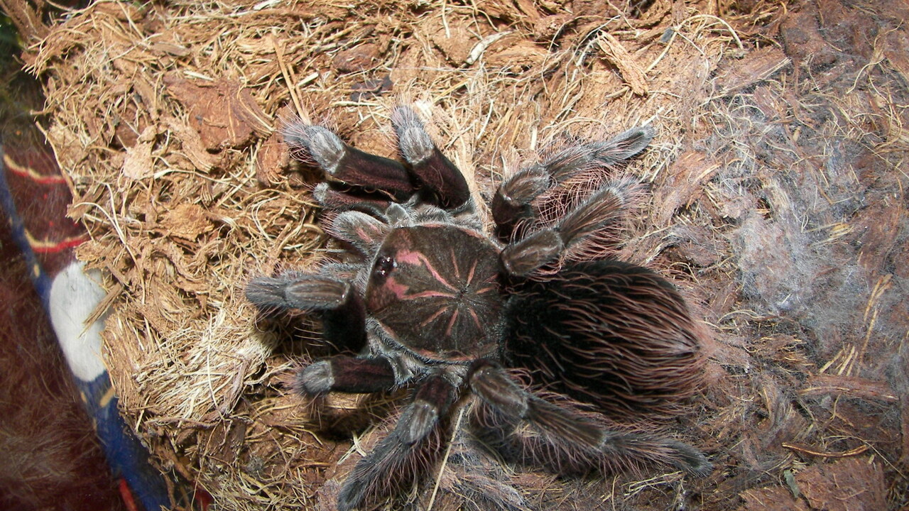 Pamphobeteus sp. platyomma