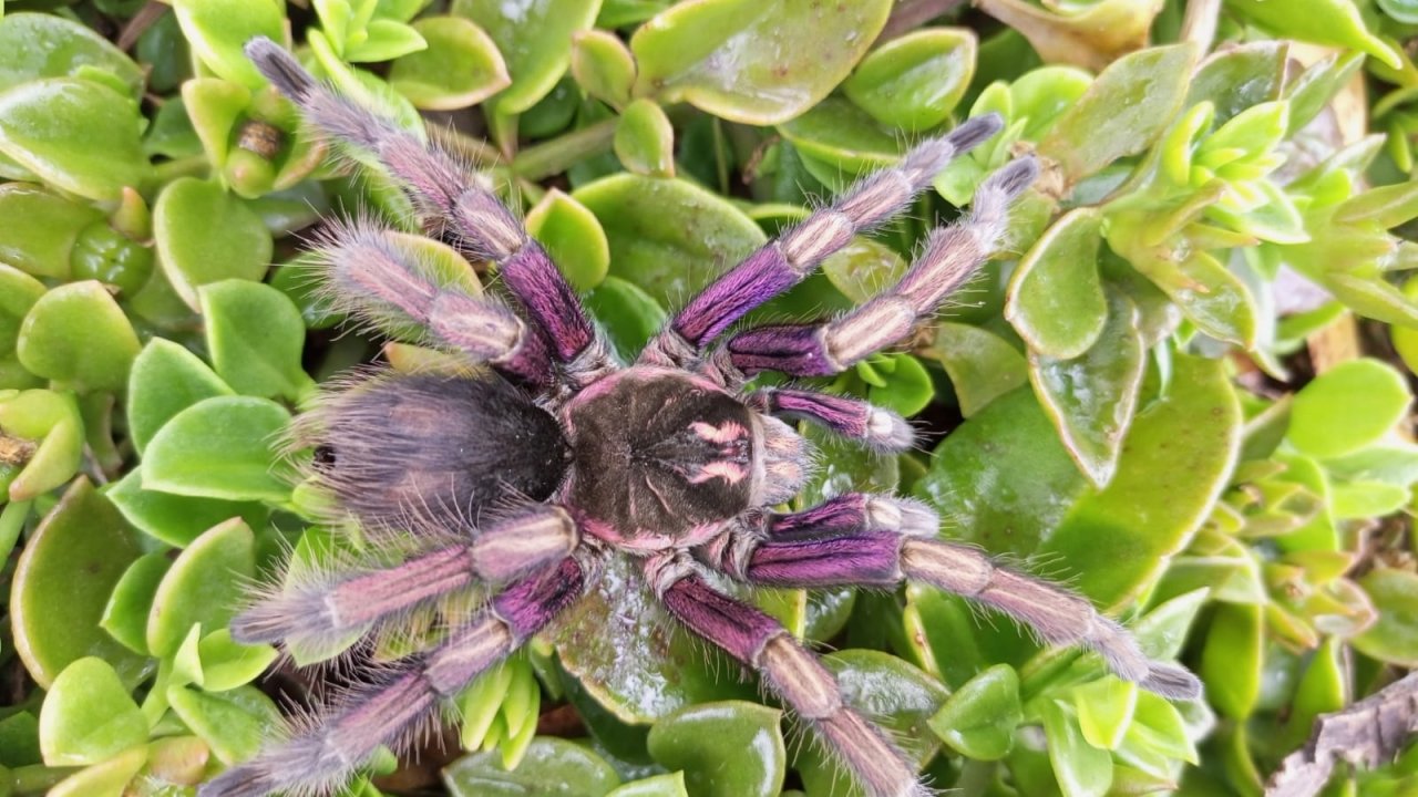 Pamphobeteus ultramarinus