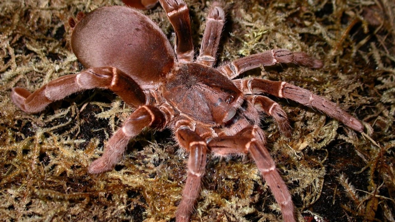 Pelinobius muticus