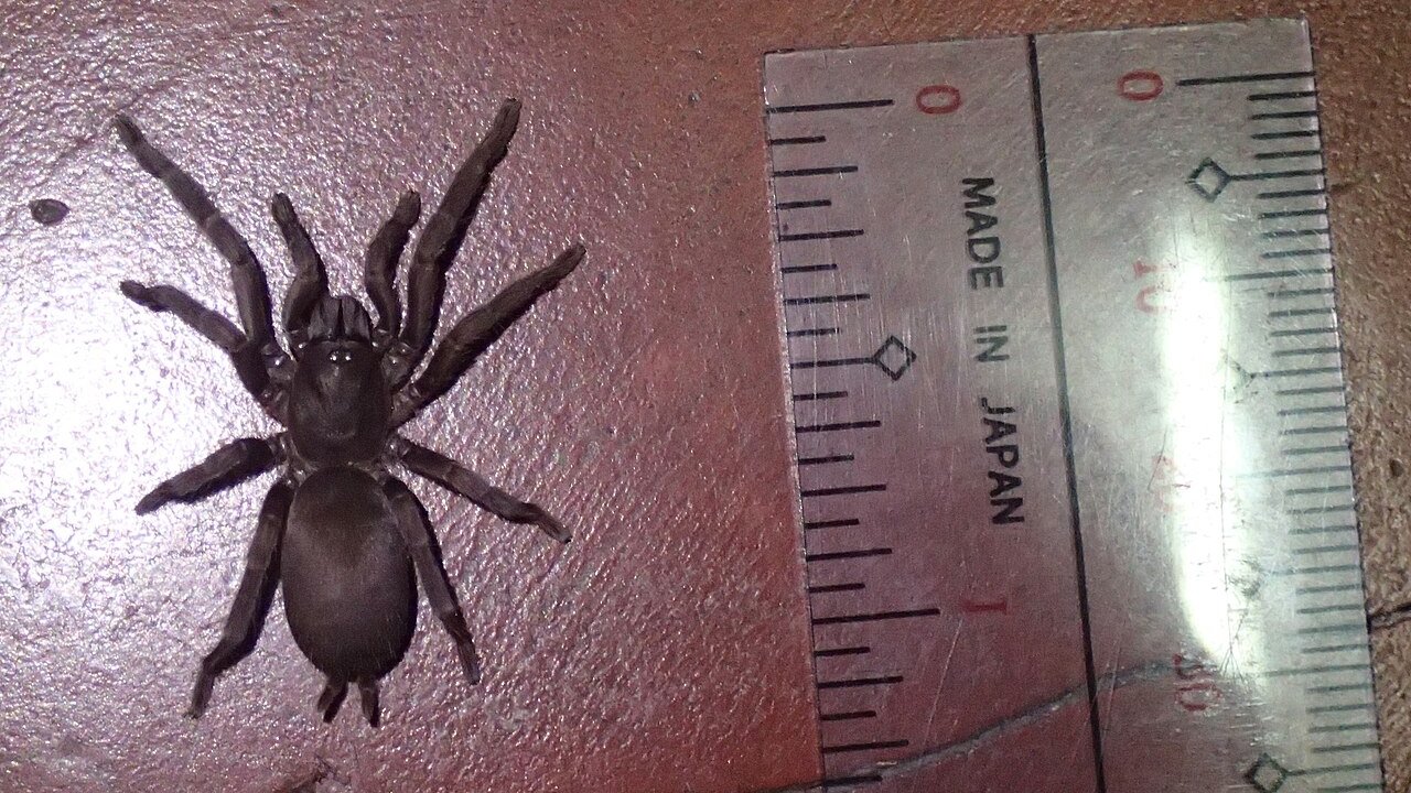 Phlogiellus baeri