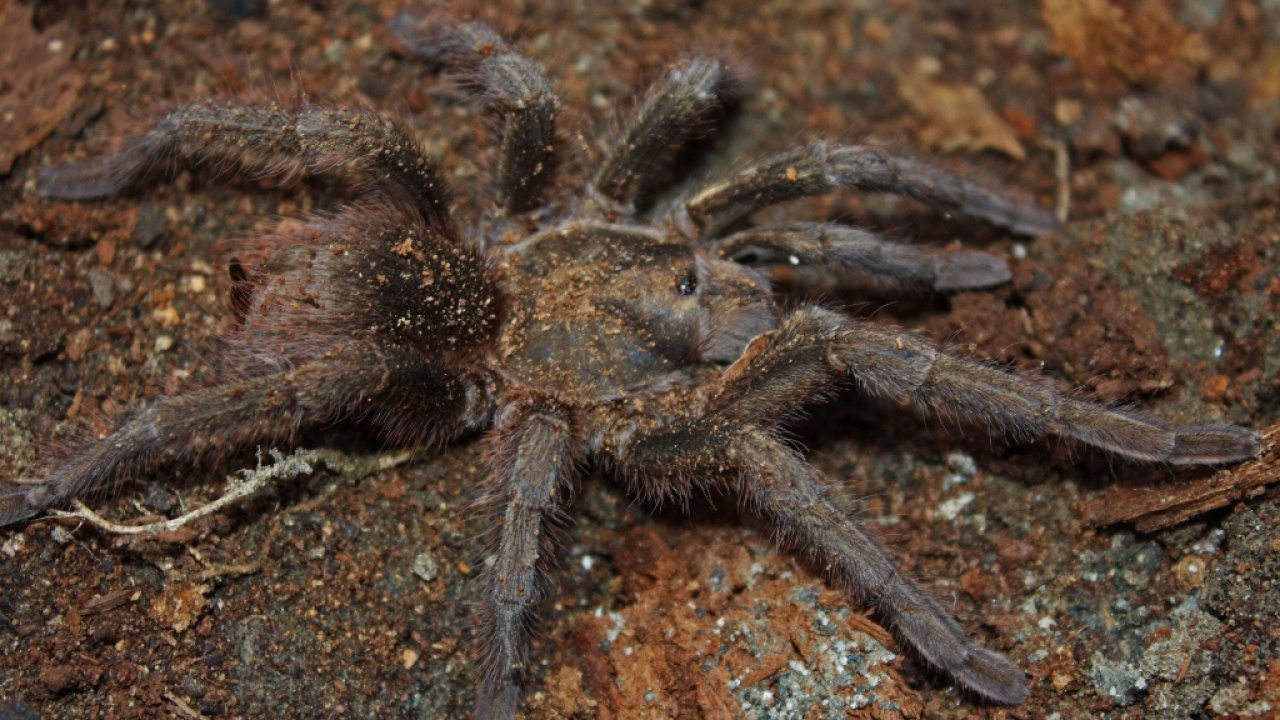 Phormictopus auratus