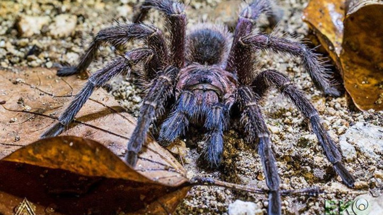 Phormictopus sp. Dominican Purple