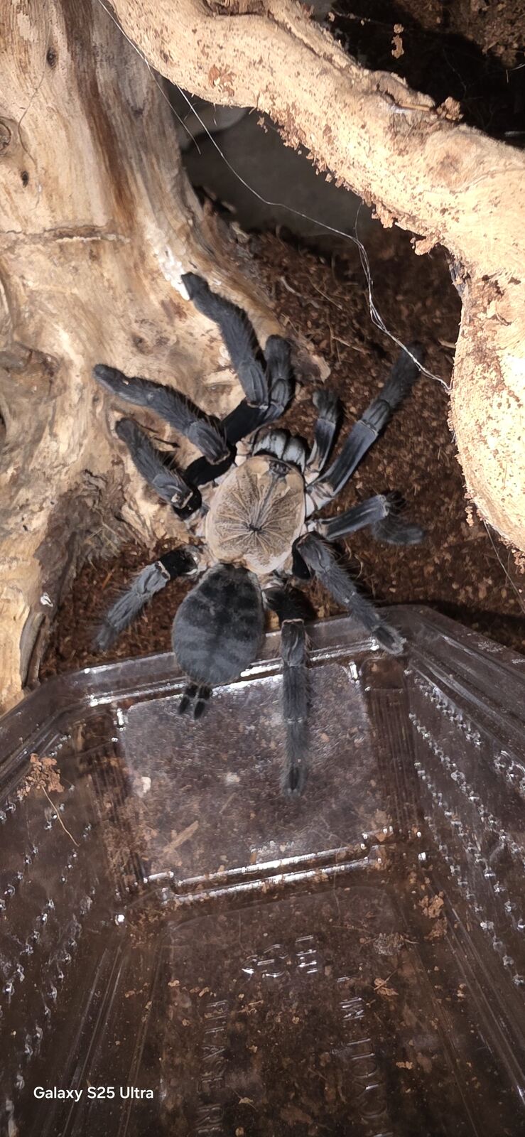 Phormingochilus hatihati