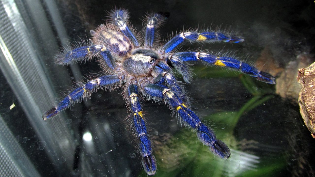 Poecilotheria metallica