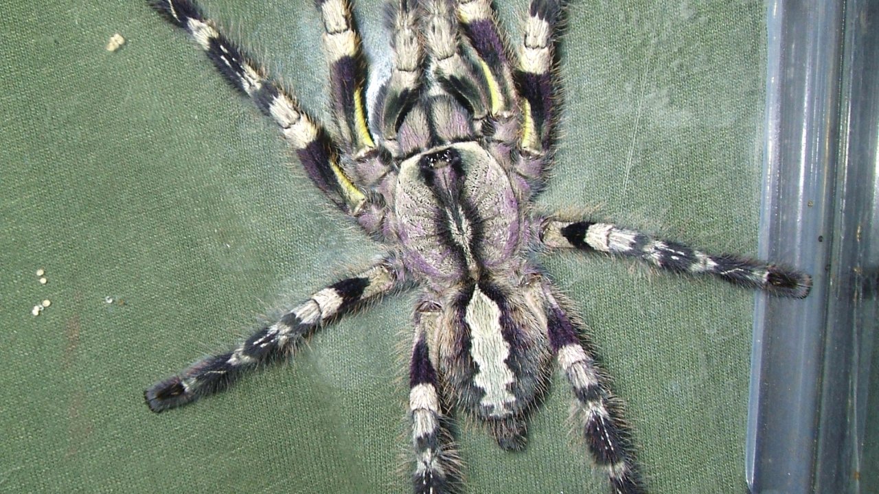 Poecilotheria regalis