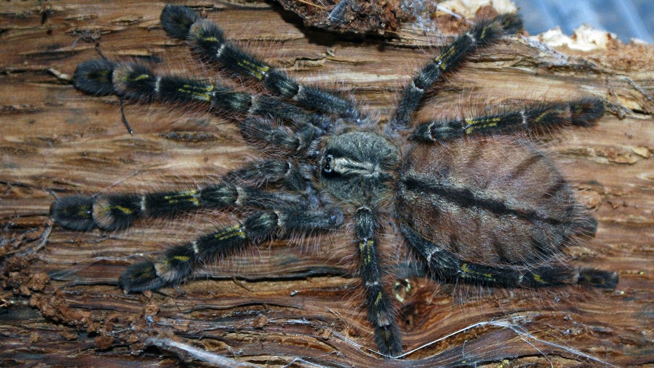 Poecilotheria rufilata