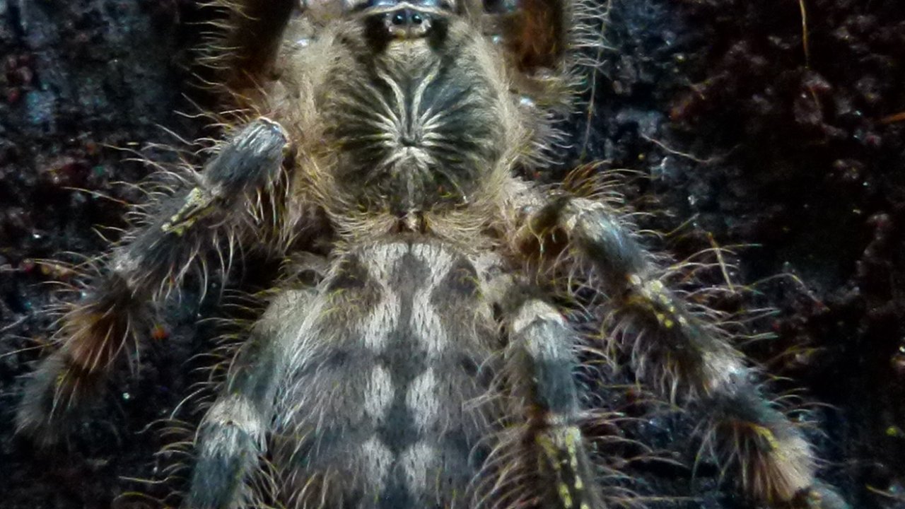 Poecilotheria subfusca
