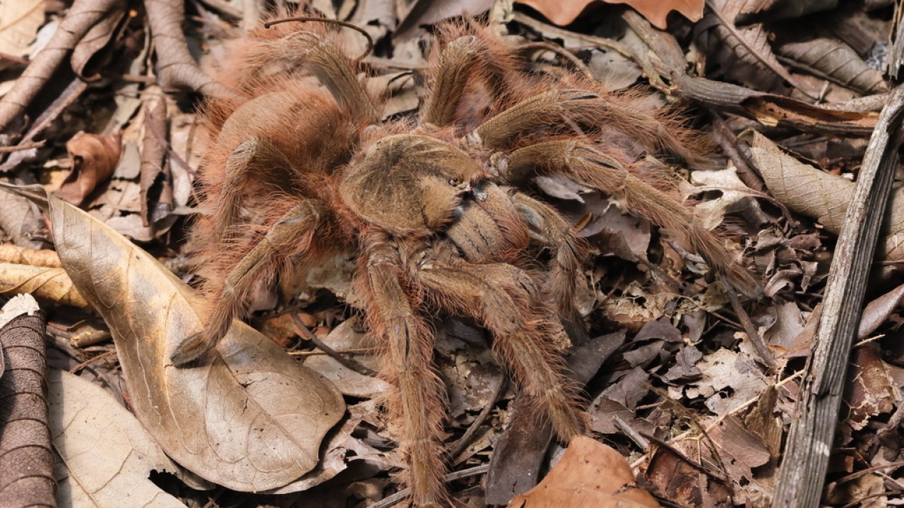 Proceratophrys curvicorda