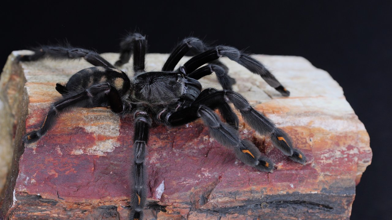 Psalmopoeus irminia