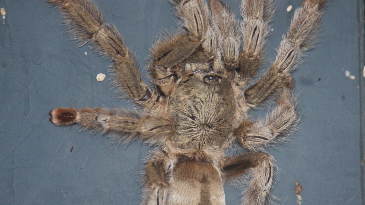Psalmopoeus pulcher