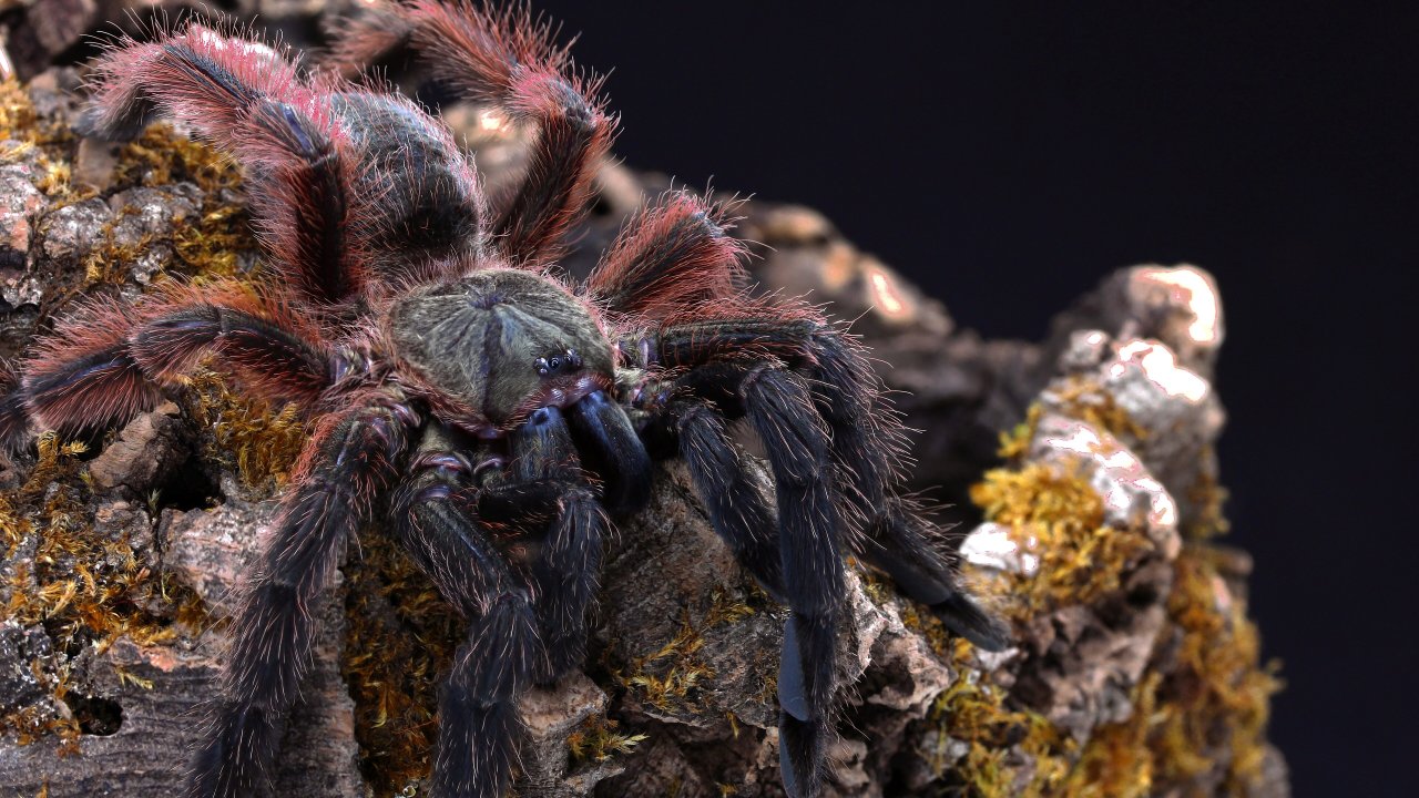 Psalmopoeus victori