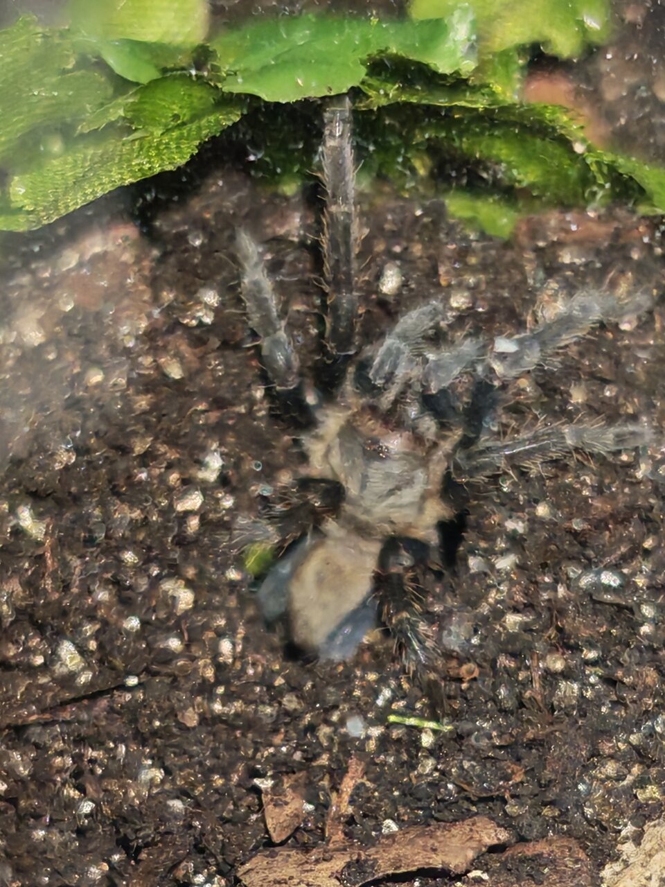Pseudhapalopus sp. Kurzhaar