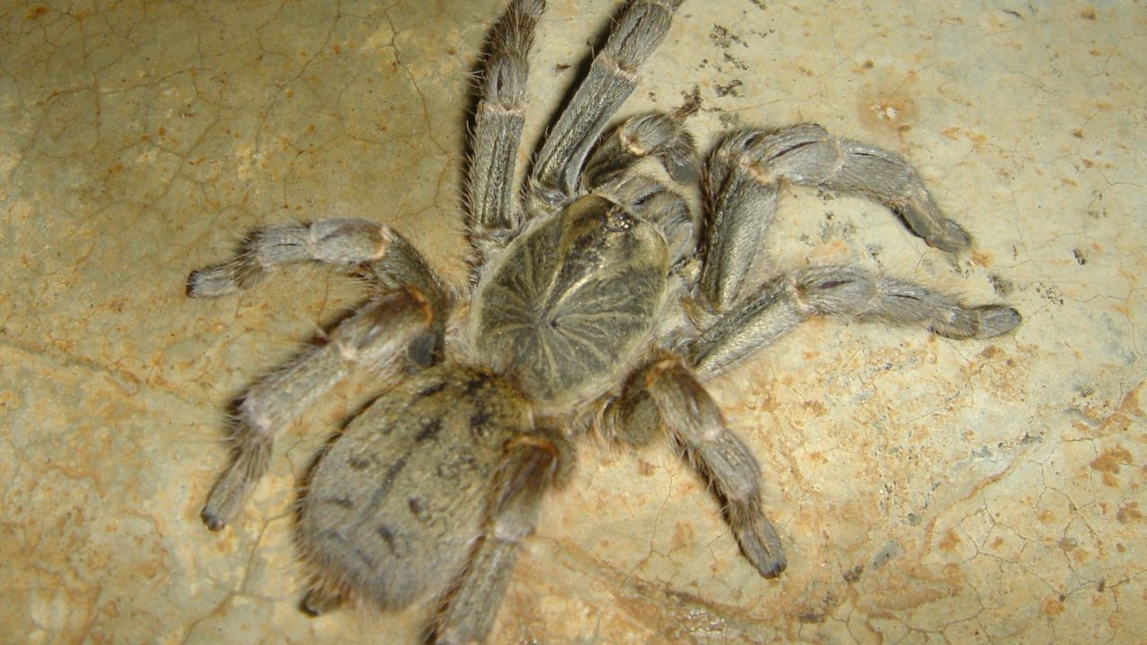 Pterinochilus lugardi