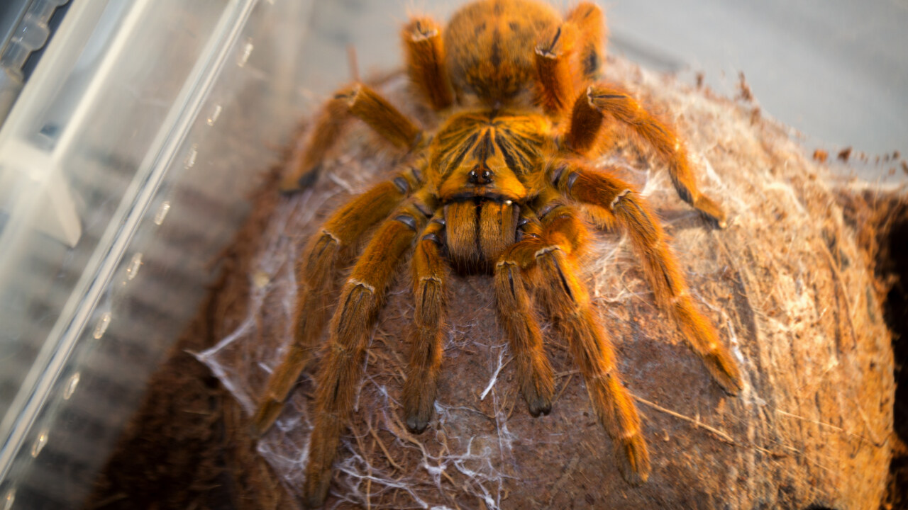 Pterinochilus murinus RCF