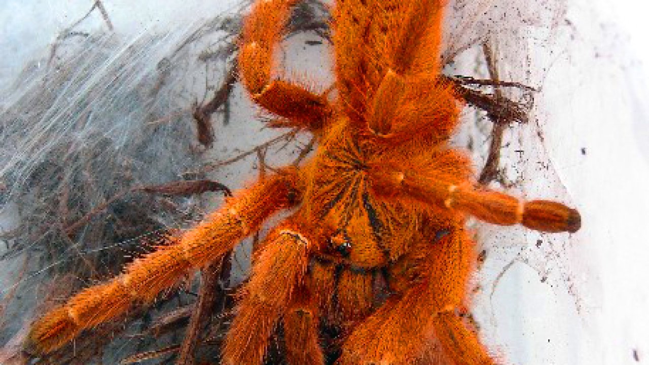 Pterinochilus murinus