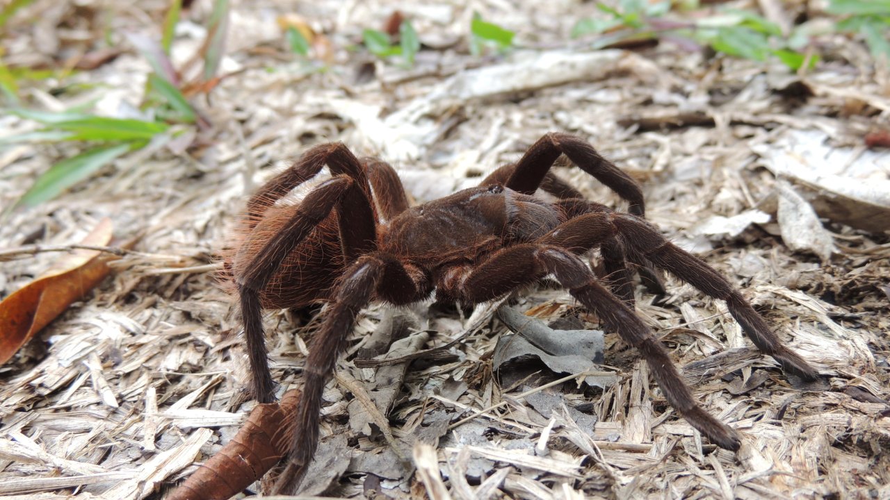 Sericopelma rubronitens
