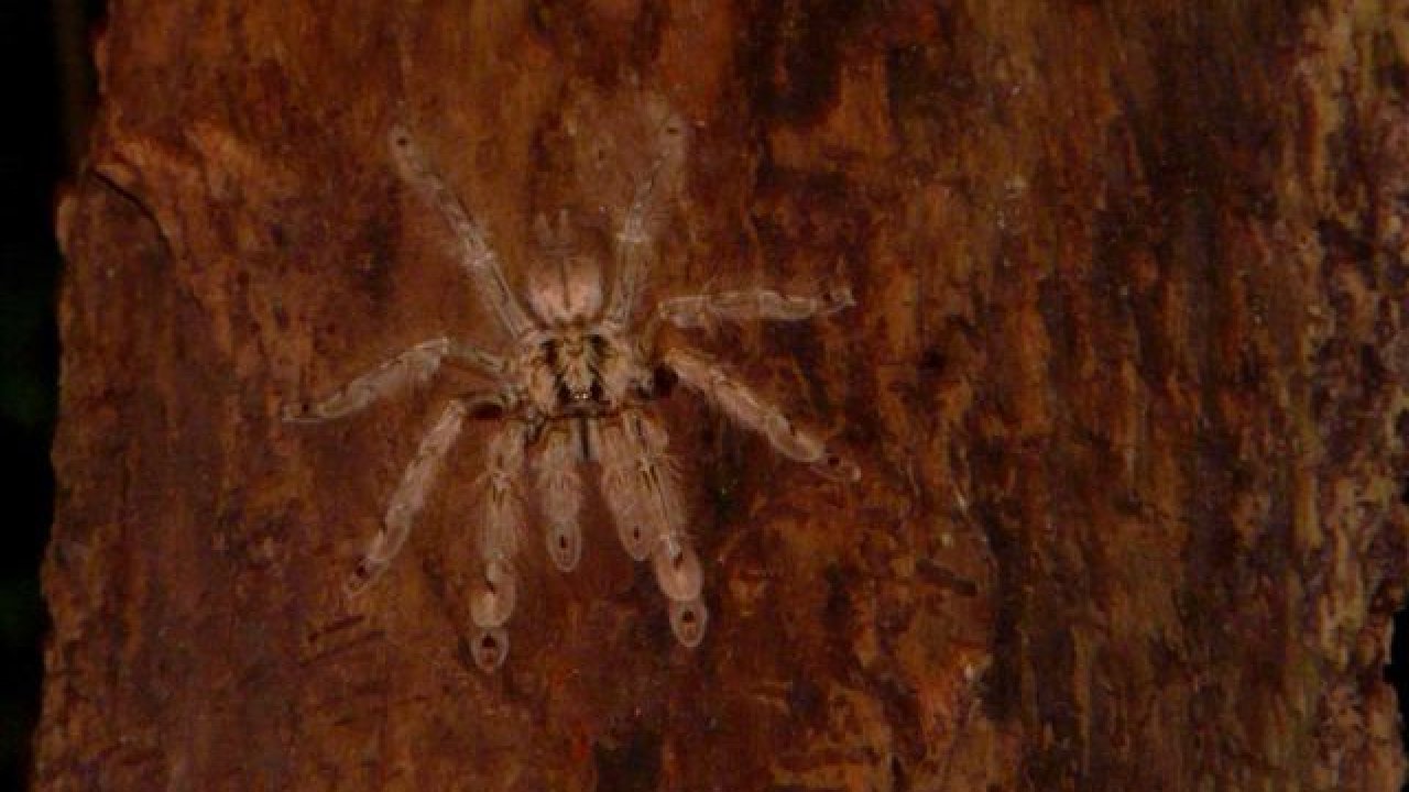 Stromatopelma calceatum