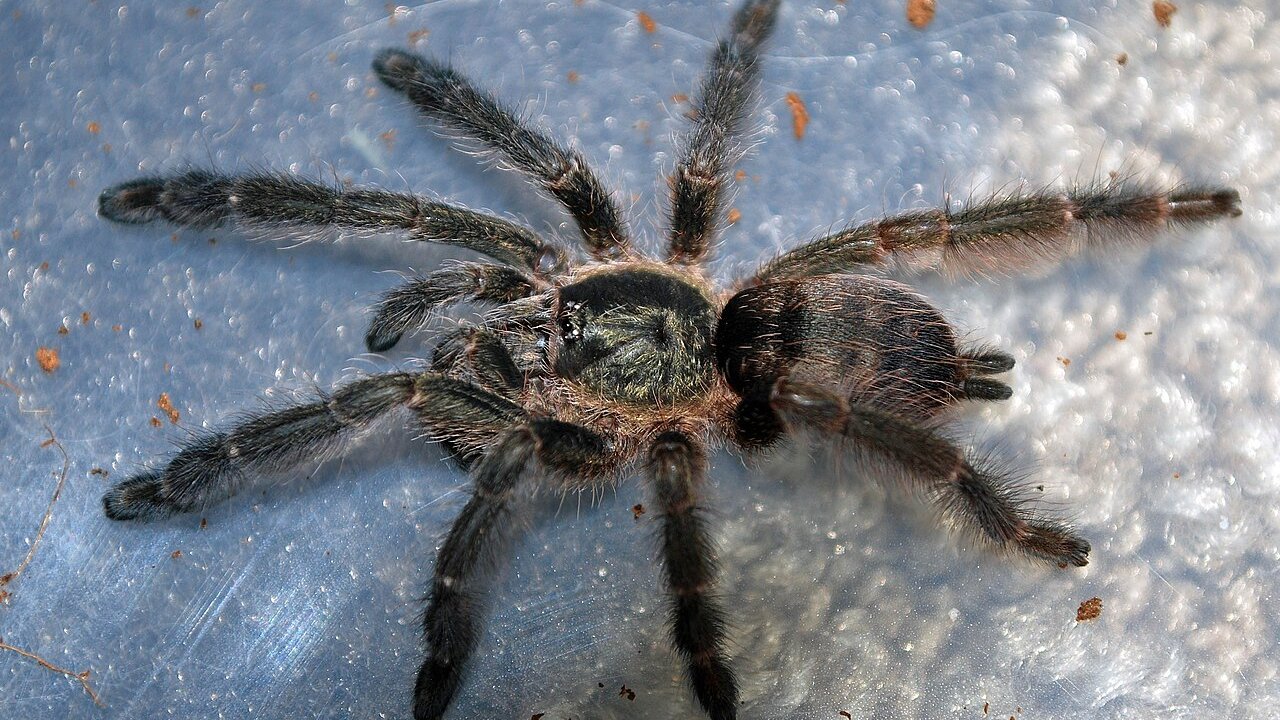 Tapinauchenius cupreus